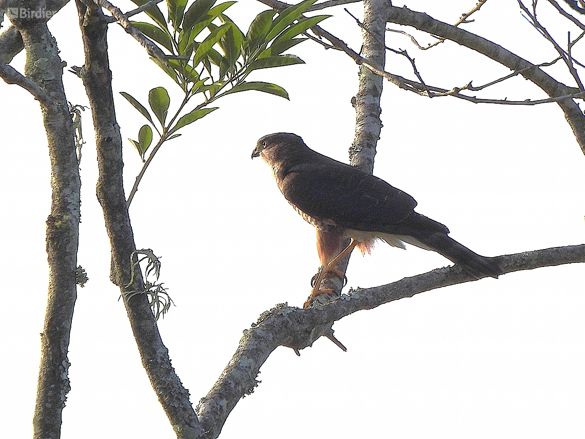 Accipiter striatus