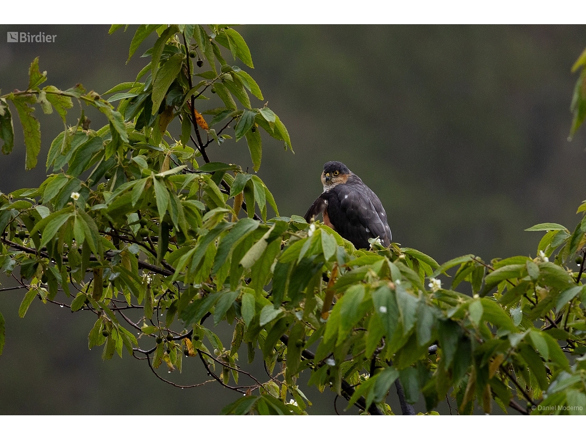 Accipiter striatus