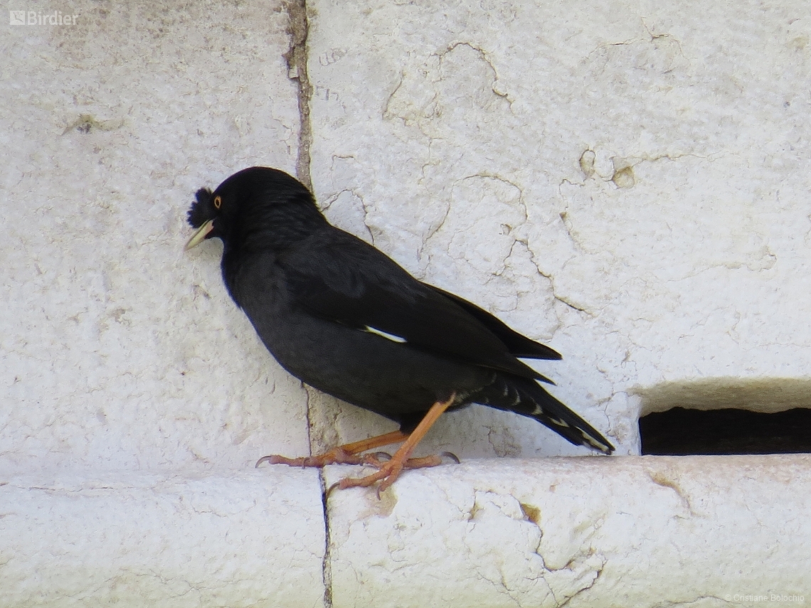 Acridotheres cristatellus