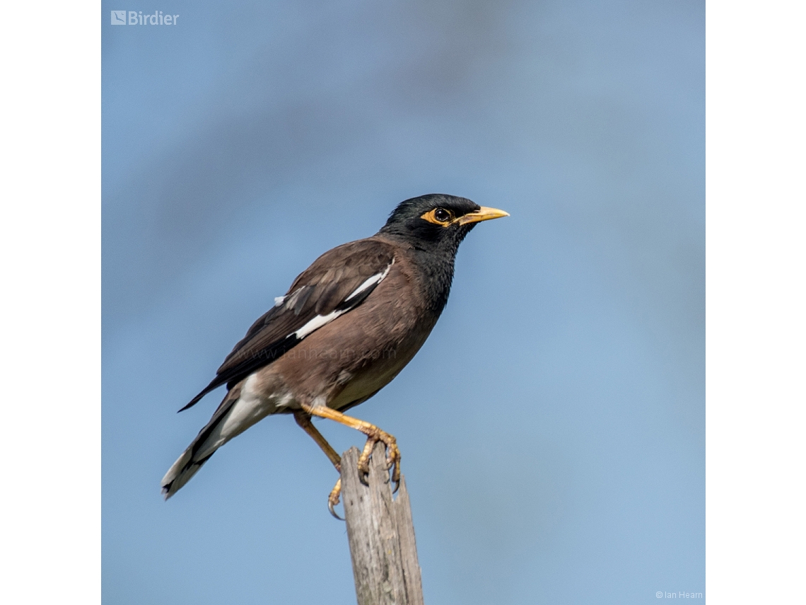 Acridotheres tristis