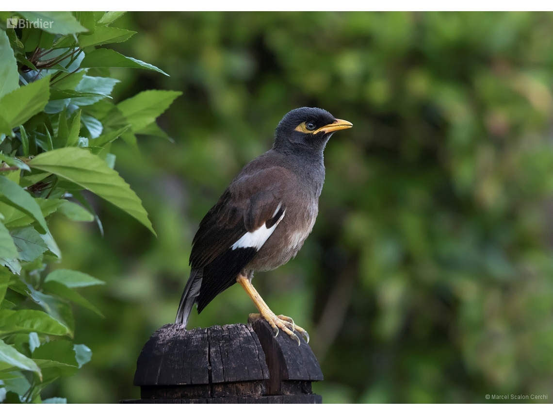Acridotheres tristis