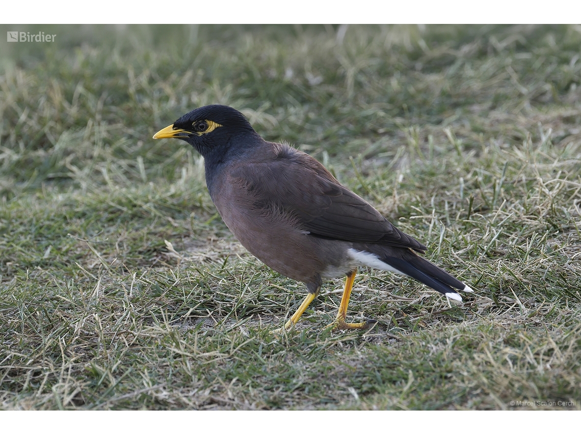Acridotheres tristis