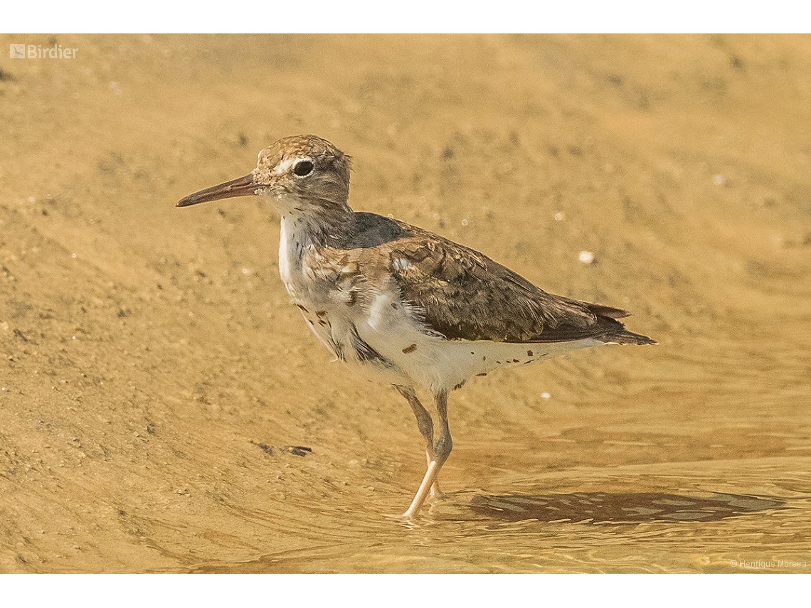 Actitis macularius