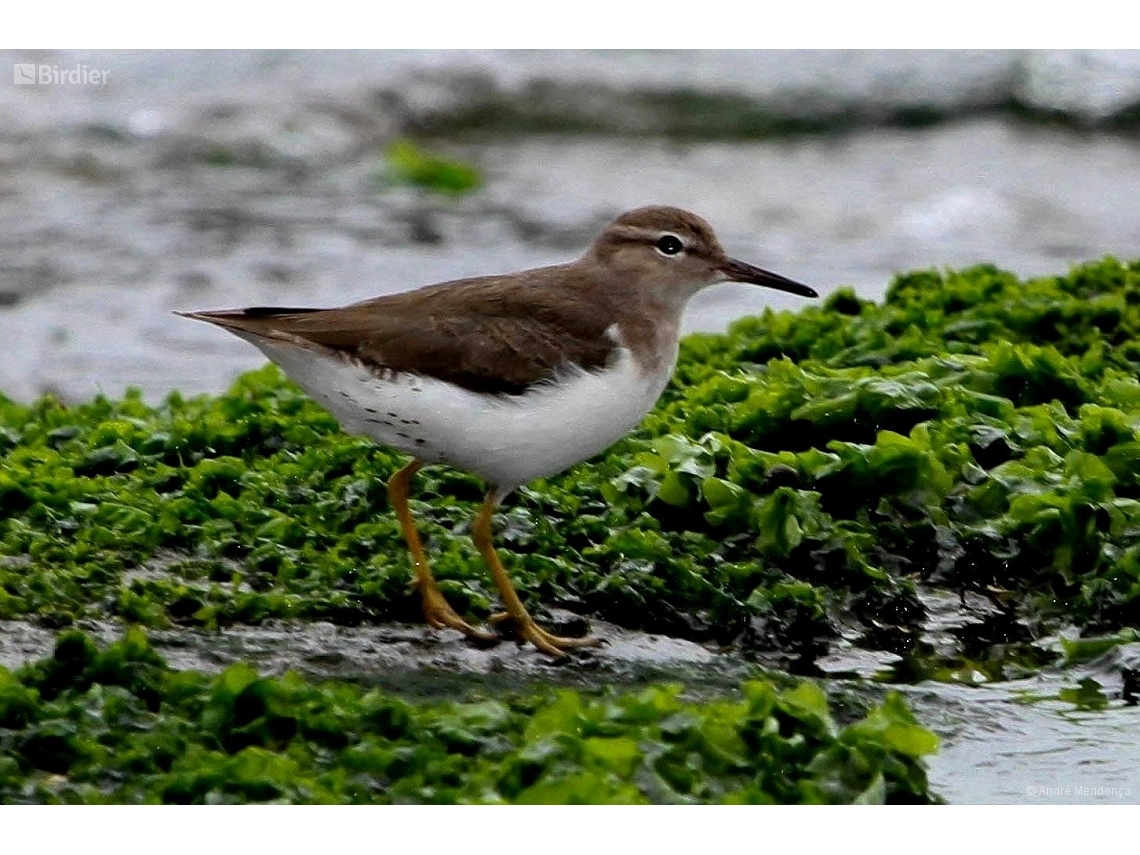 Actitis macularius