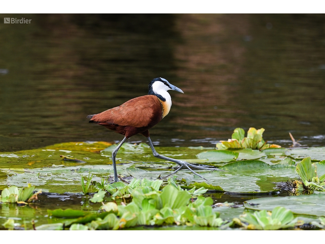 Actophilornis africanus