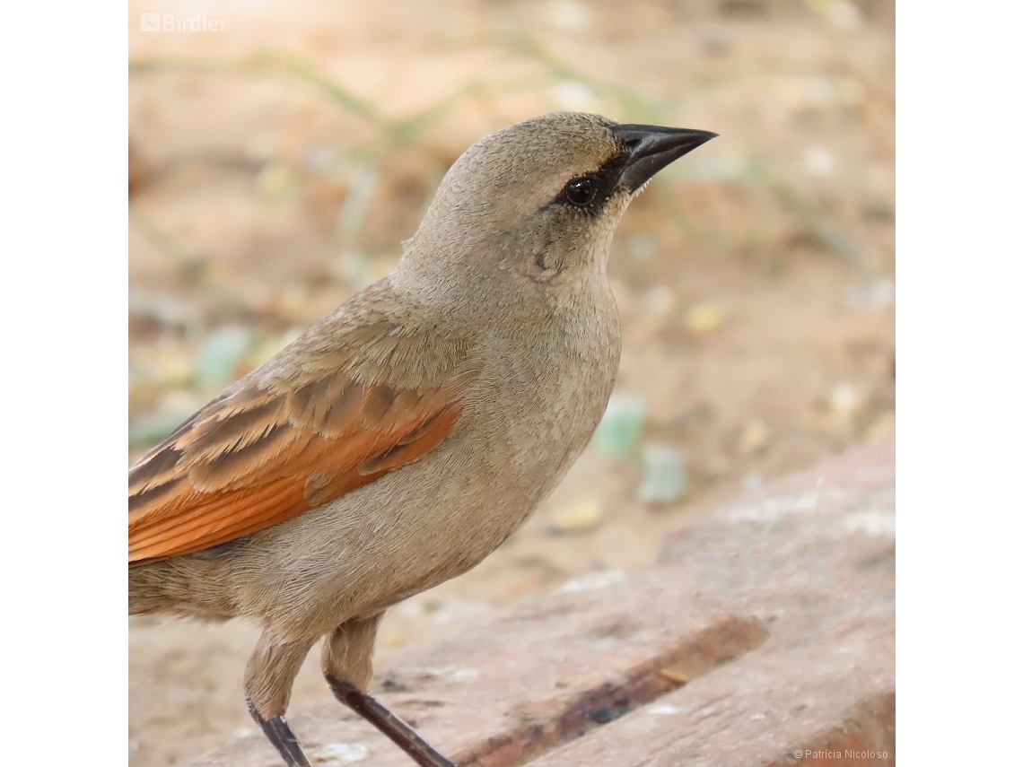 Agelaioides badius