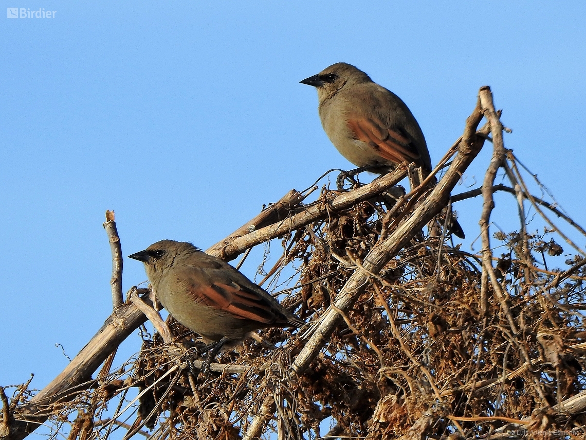 Agelaioides badius