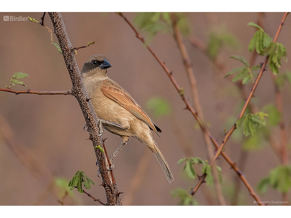 Agelaioides fringillarius