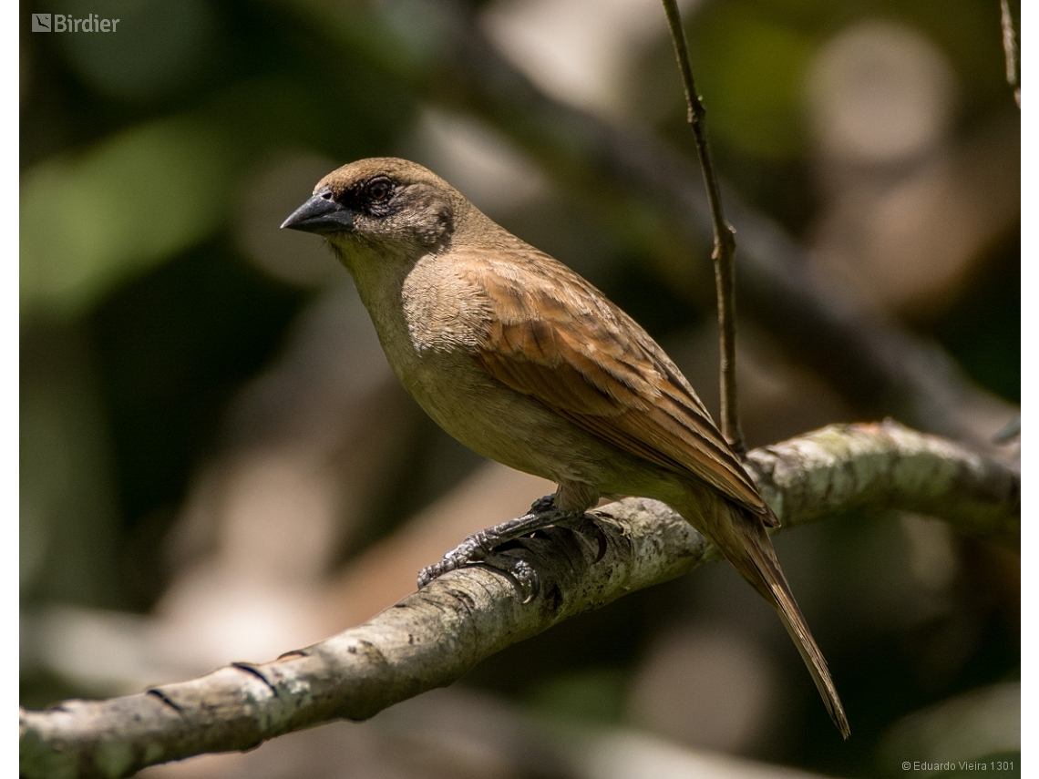 Agelaioides fringillarius