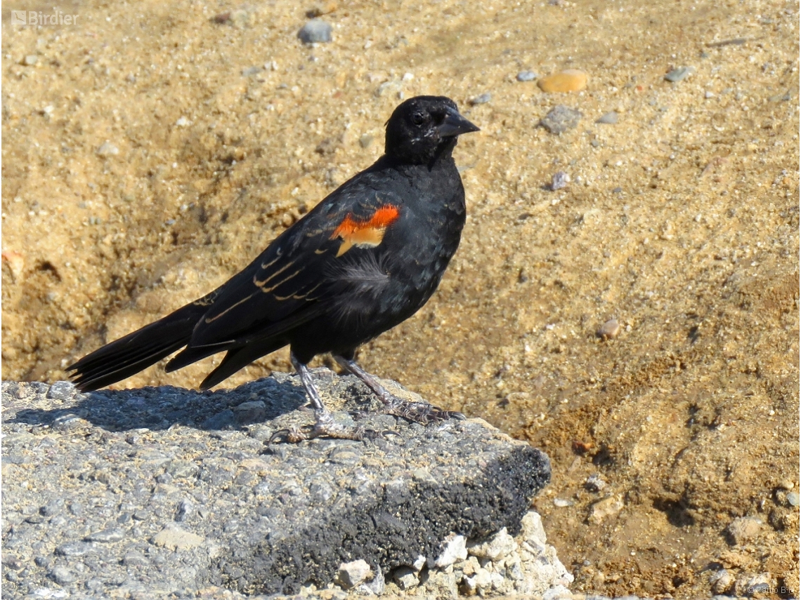Agelaius phoeniceus