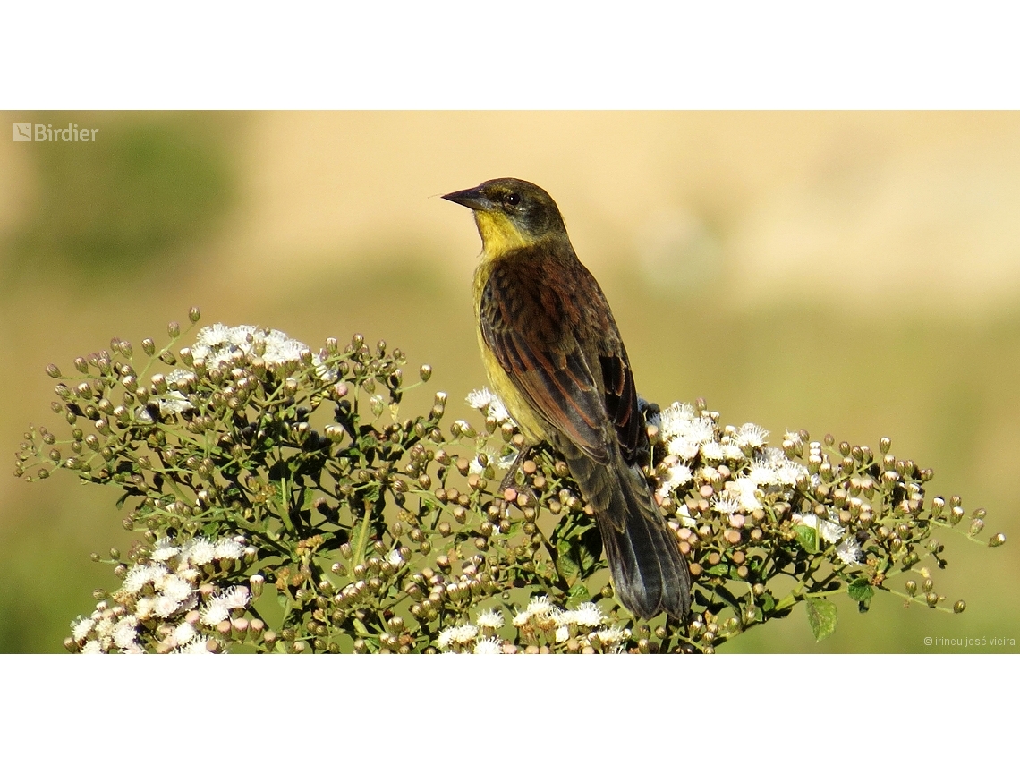 Agelasticus atroolivaceus