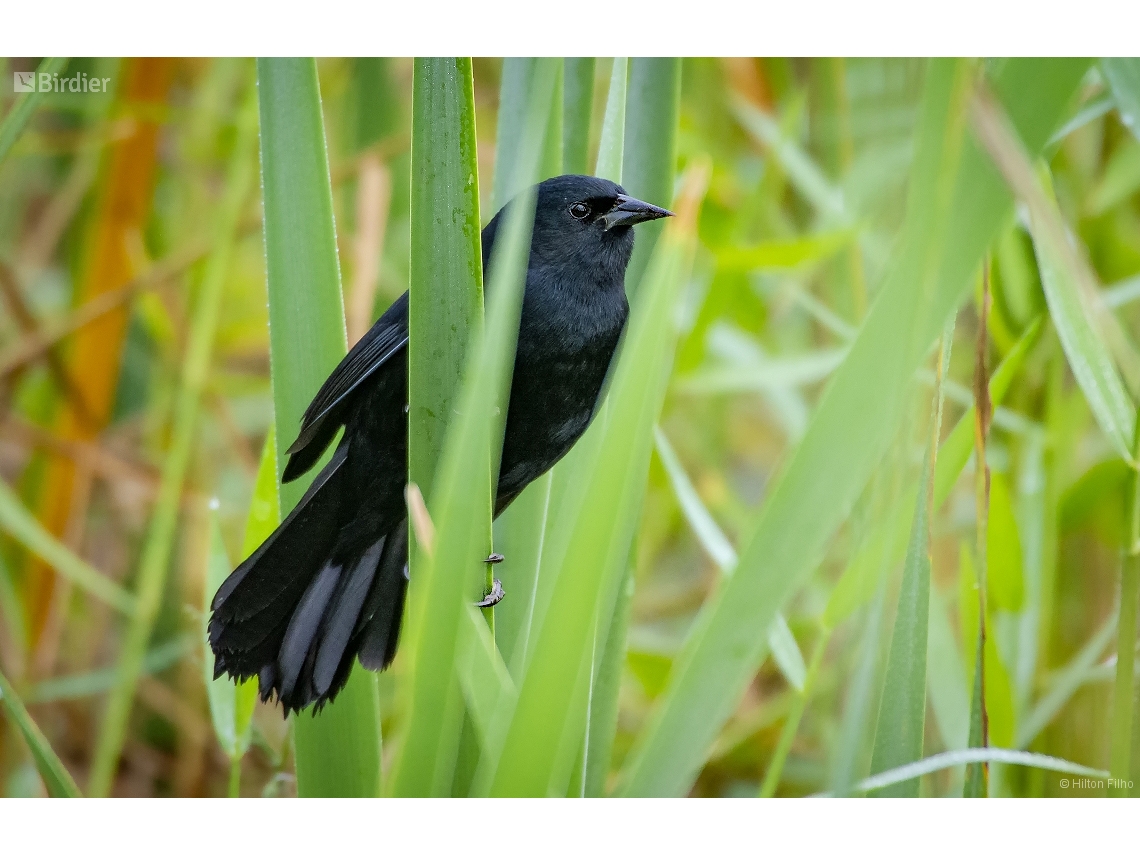Agelasticus cyanopus