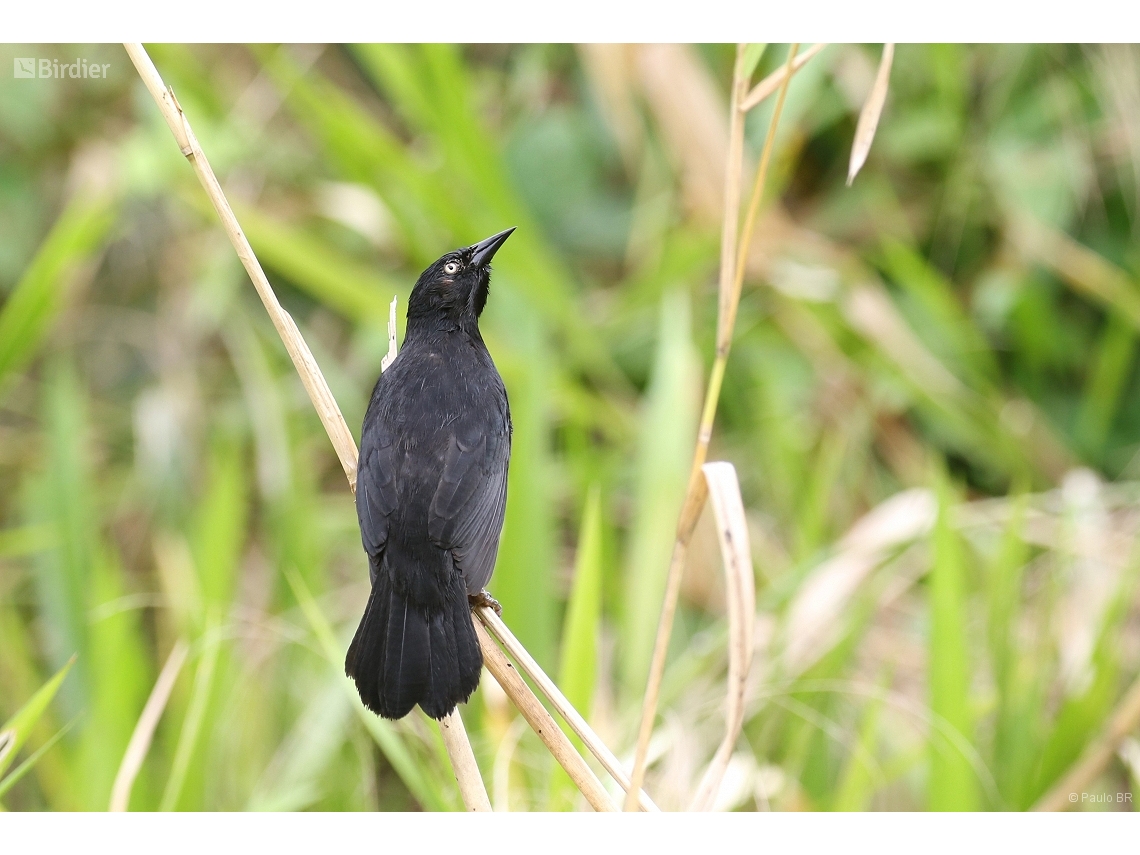Agelasticus xanthophthalmus