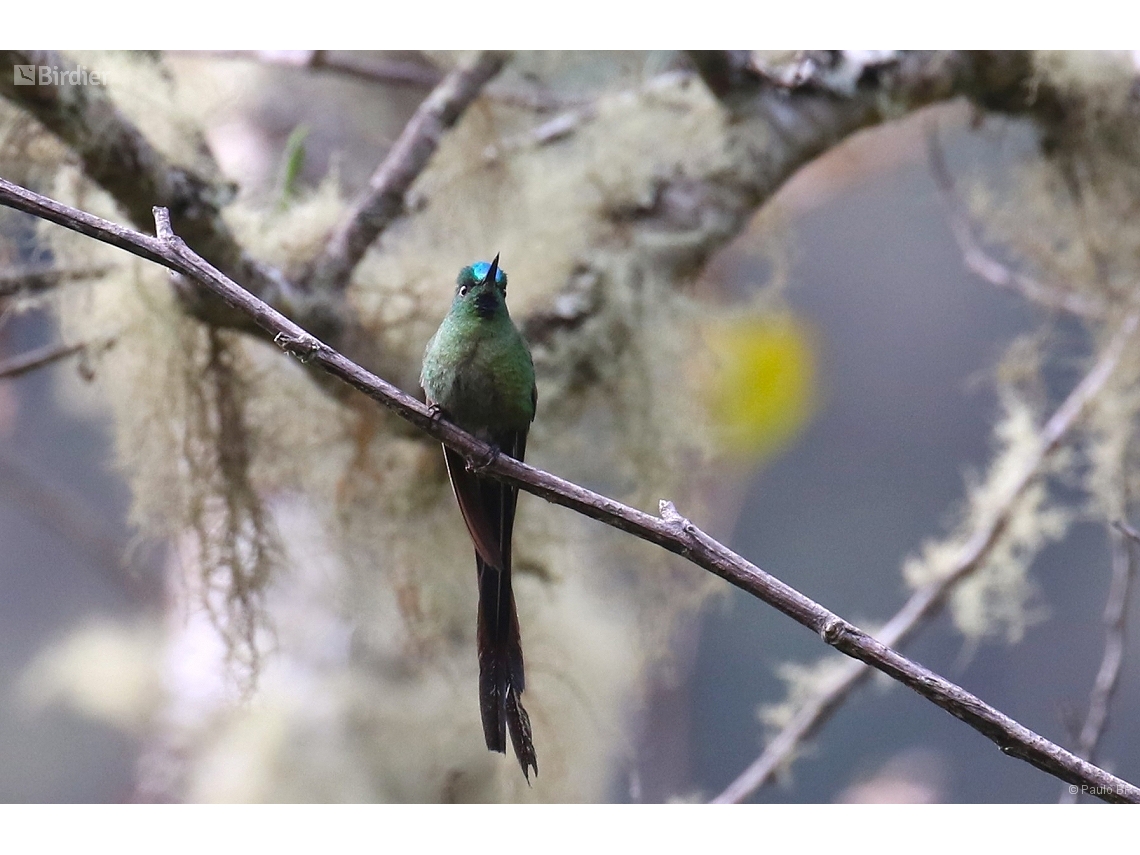 Aglaiocercus kingii