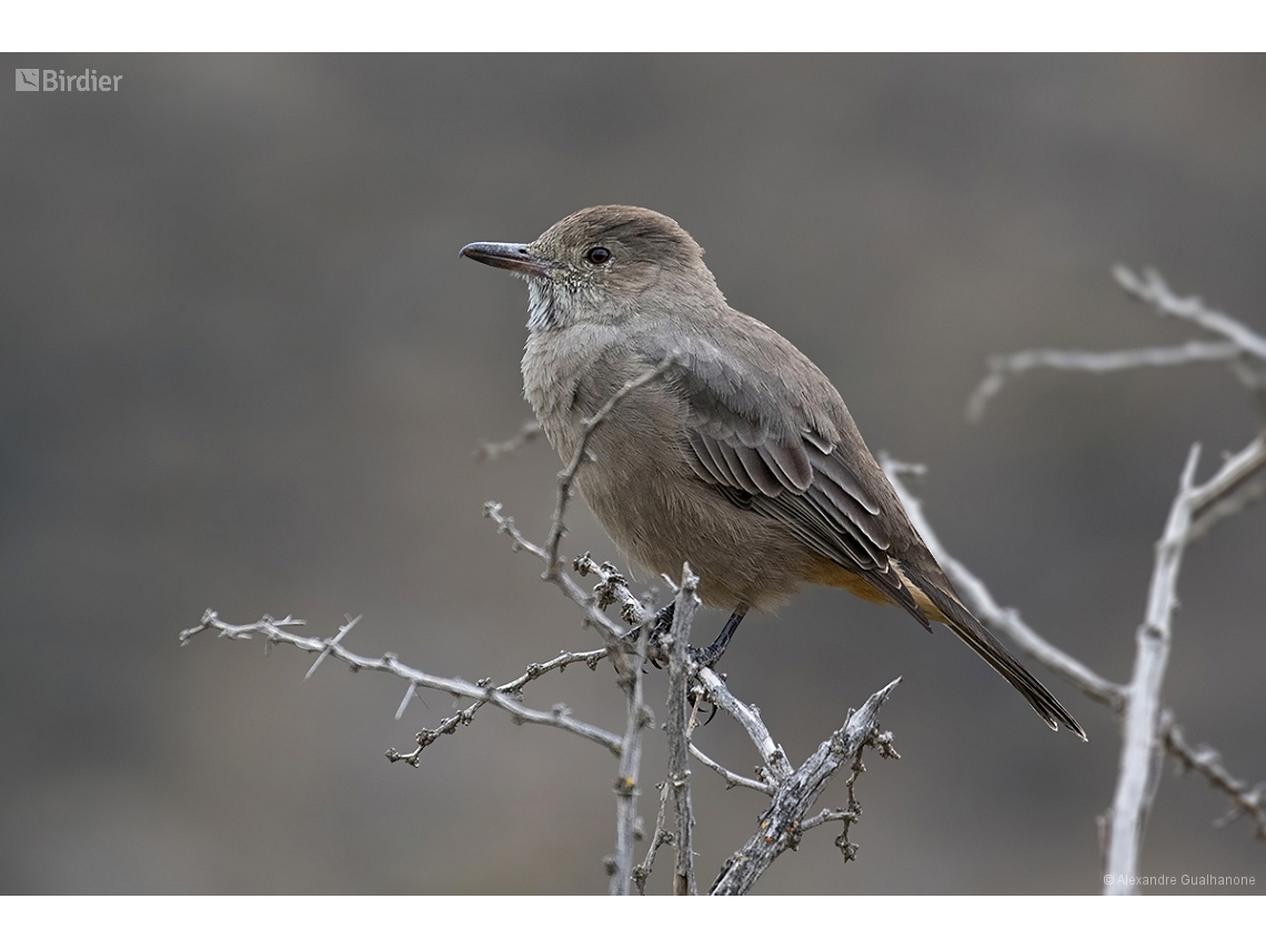 Agriornis lividus