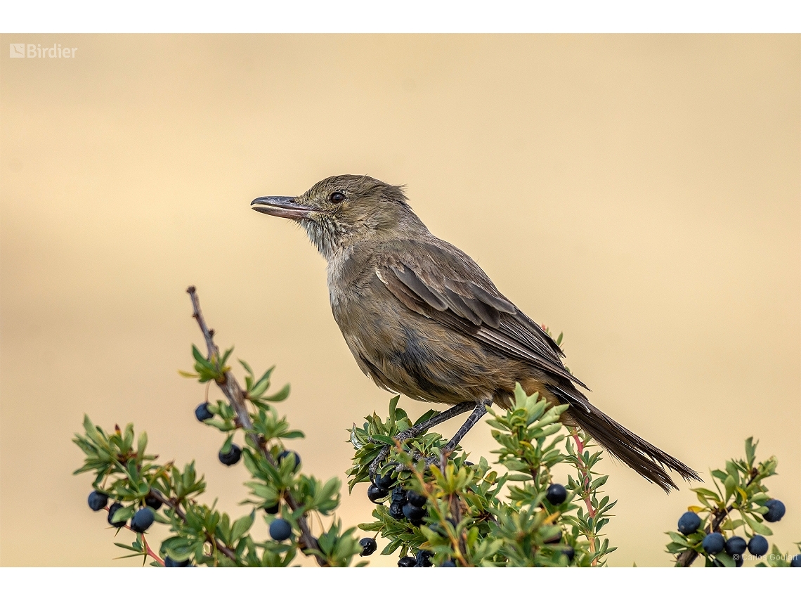 Agriornis lividus