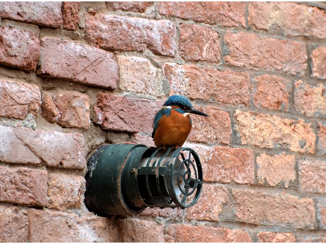 Alcedo atthis