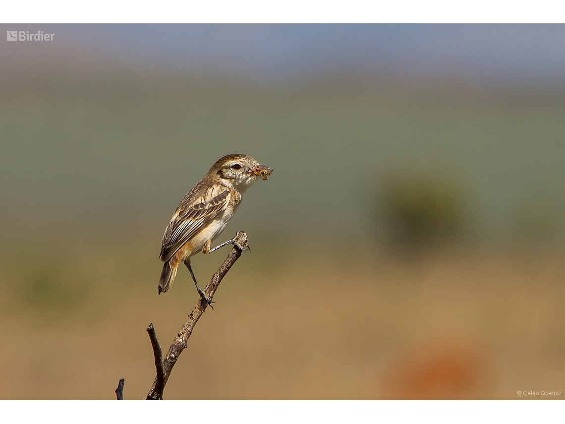 Alectrurus tricolor