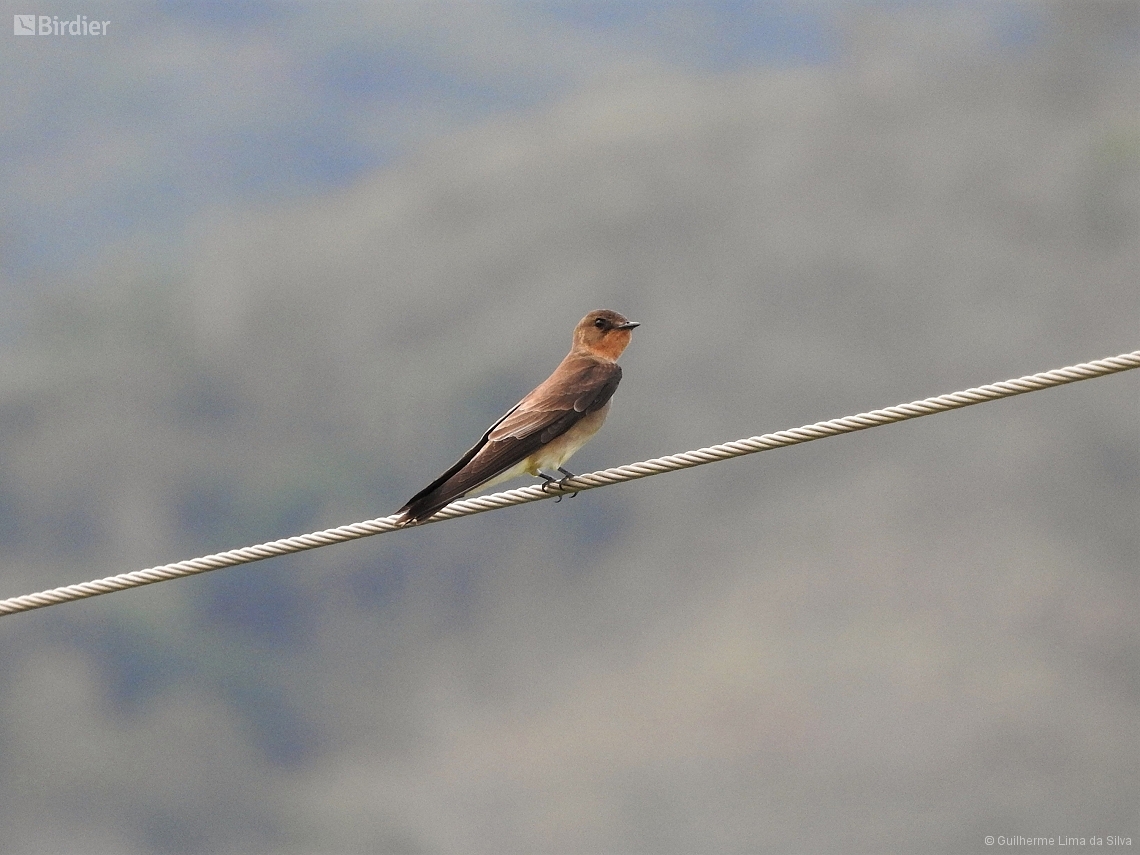 Alopochelidon fucata