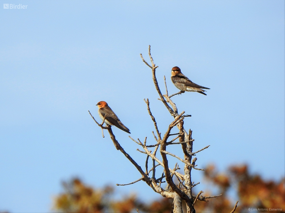 Alopochelidon fucata