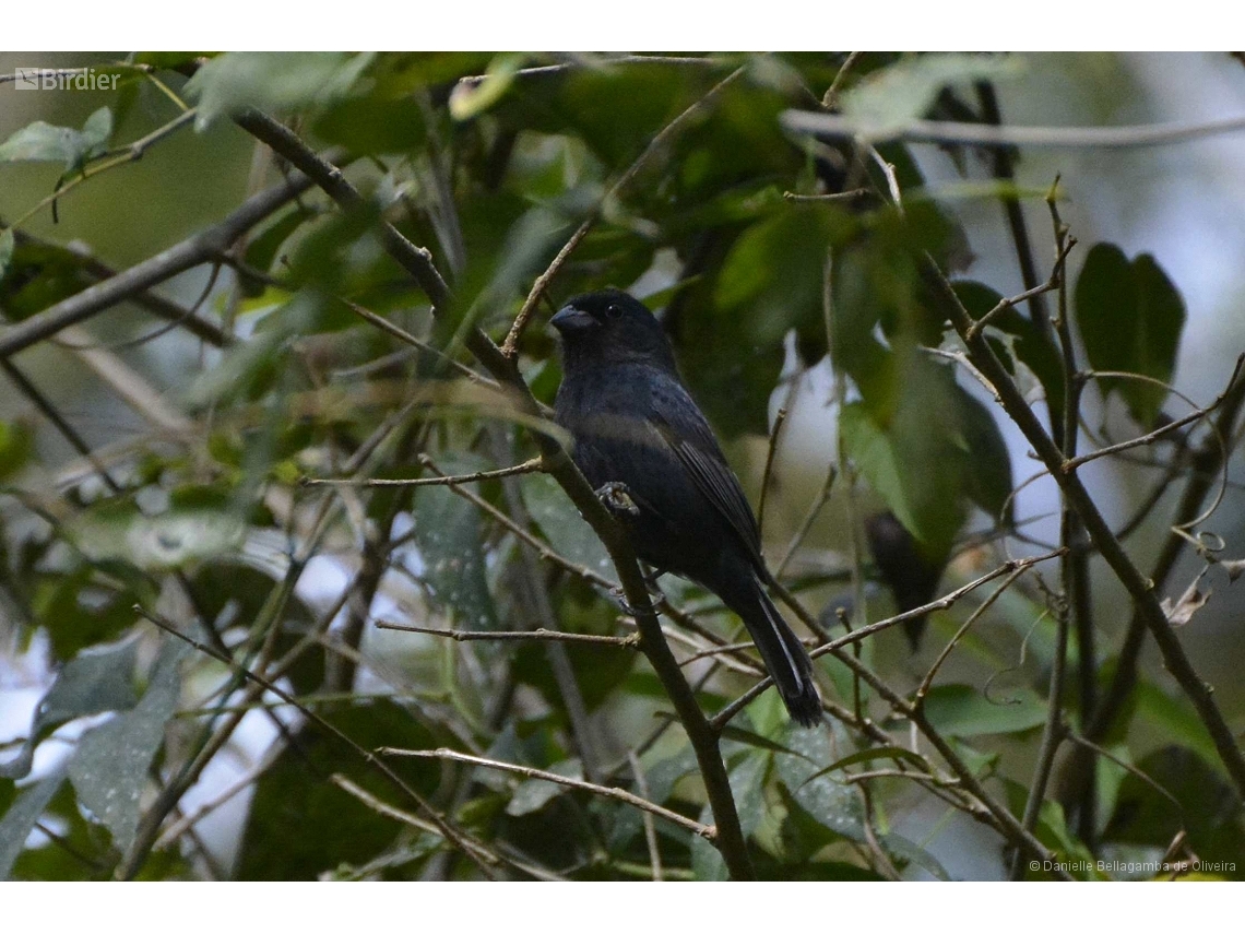 Amaurospiza moesta