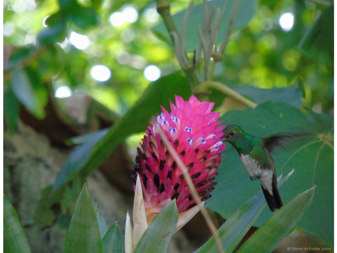 Chionomesa fimbriata