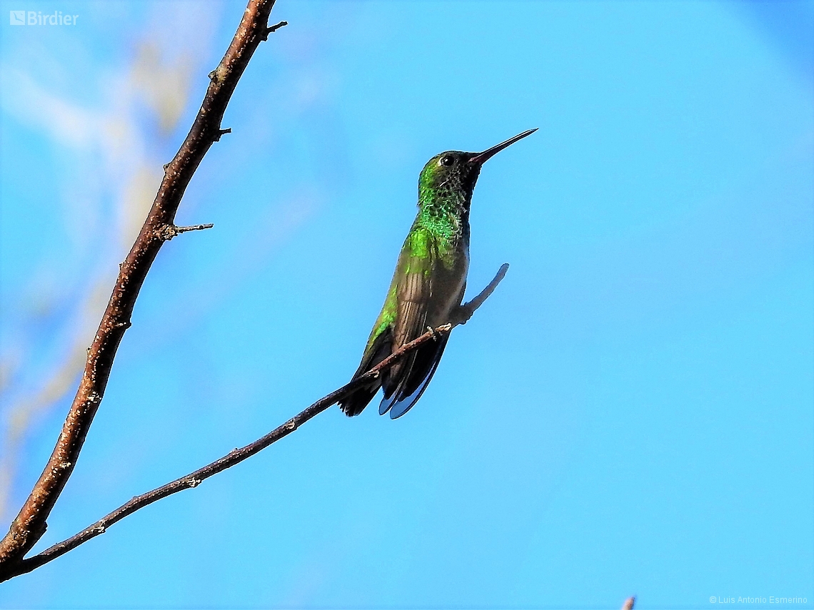 Chionomesa fimbriata