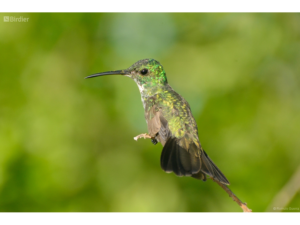 Chrysuronia leucogaster