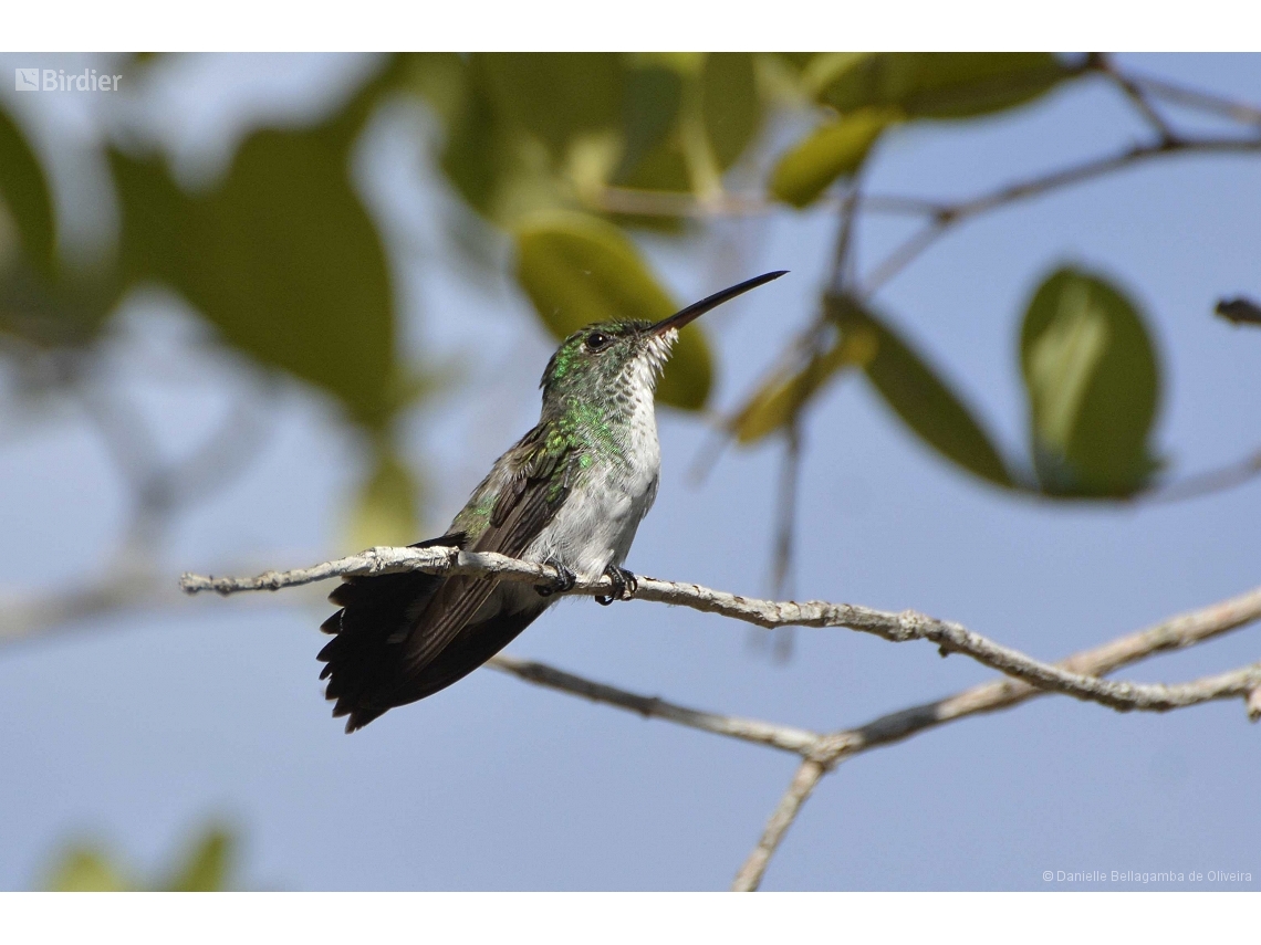 Chrysuronia leucogaster