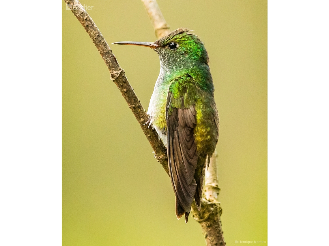 Chrysuronia versicolor