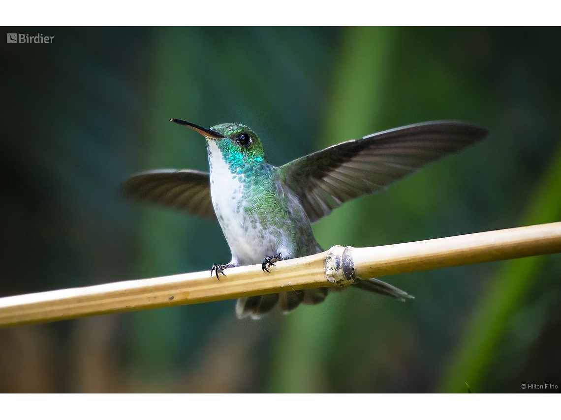 Chrysuronia versicolor