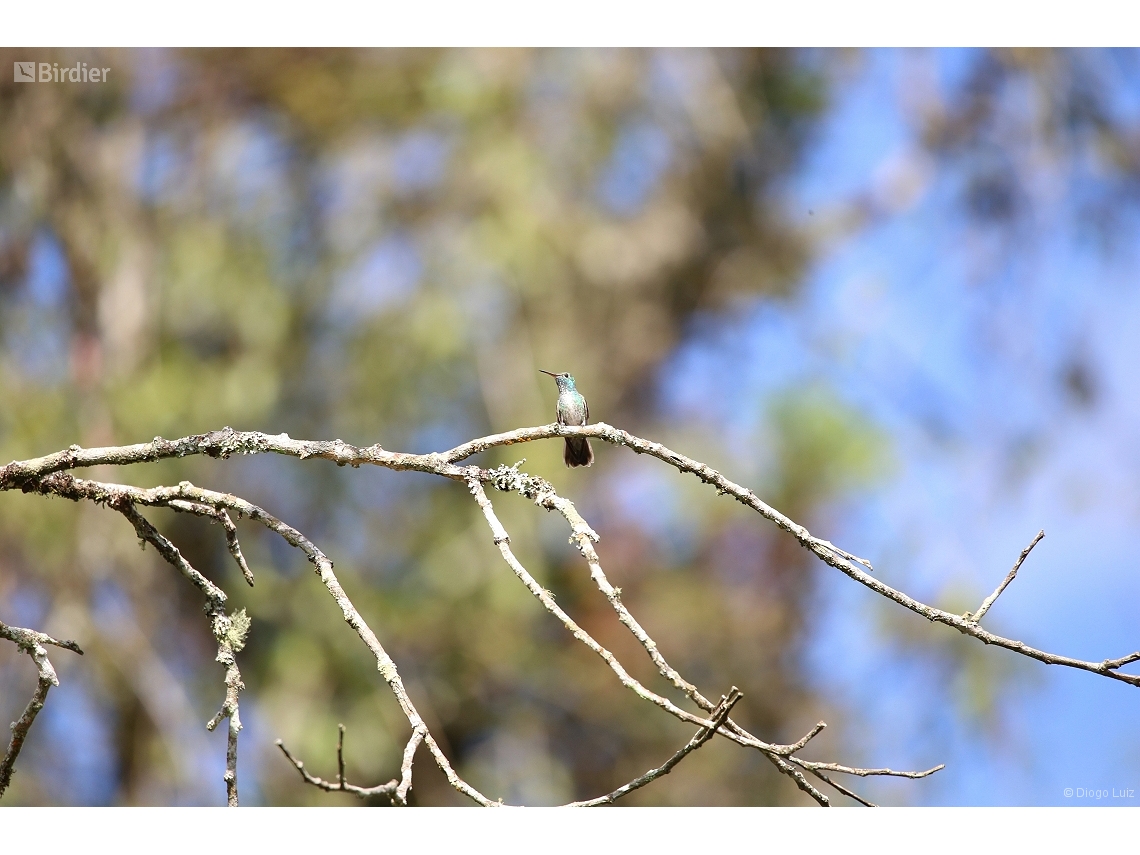 Chrysuronia versicolor