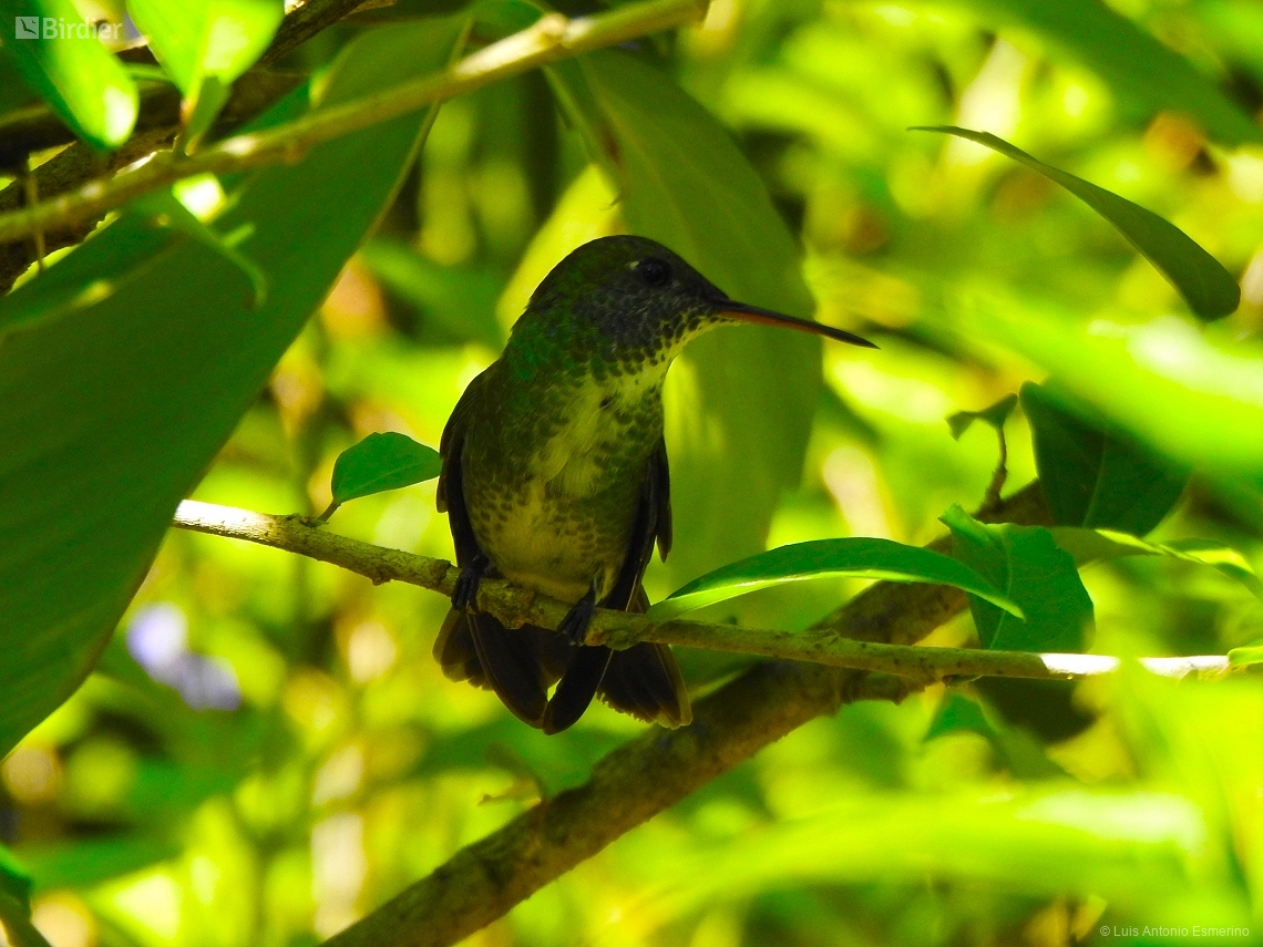 Chrysuronia versicolor