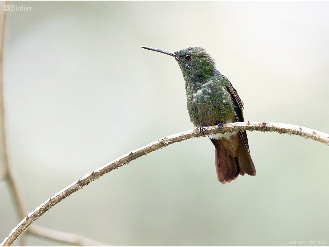 Saucerottia viridigaster