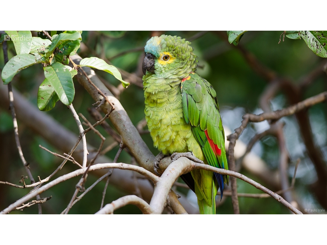 Amazona aestiva