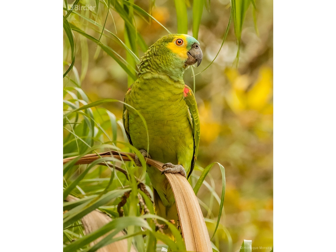 Amazona aestiva
