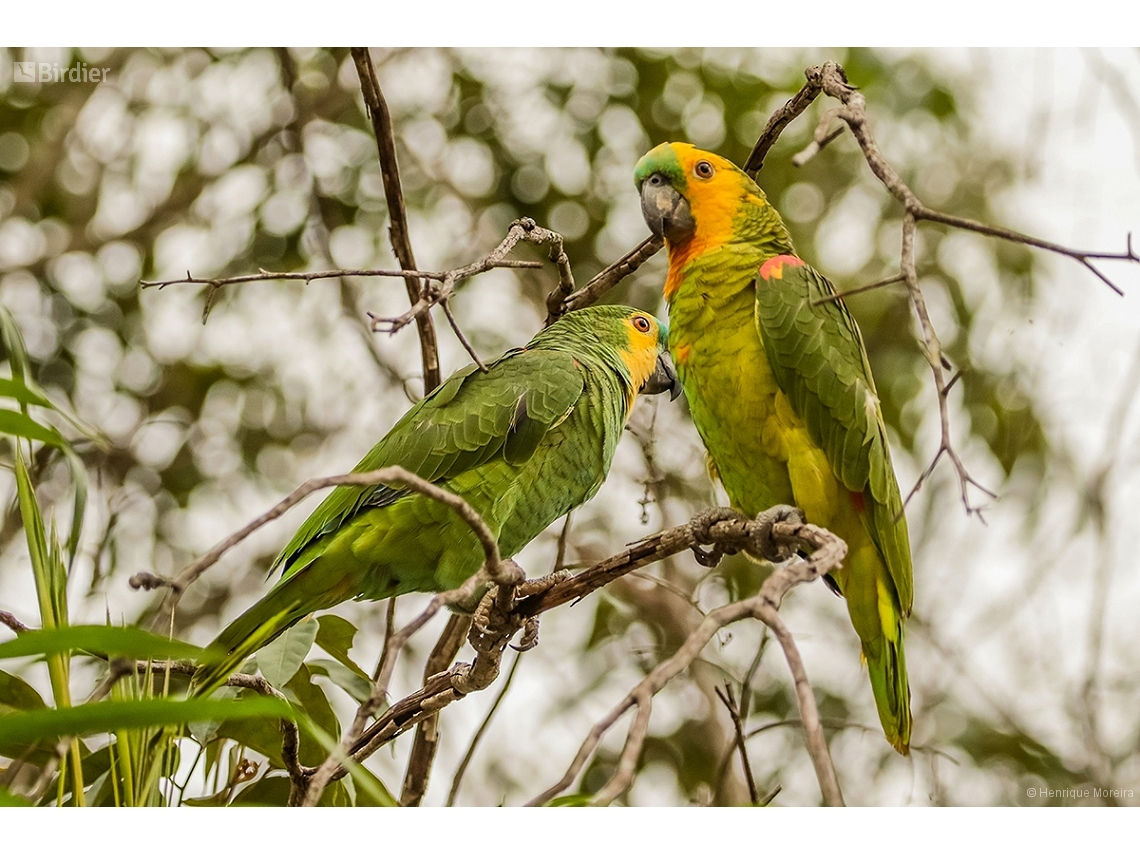 Amazona aestiva