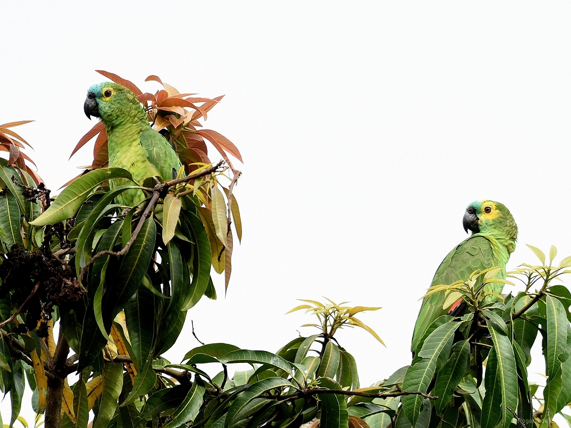 Amazona aestiva