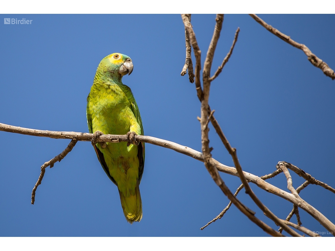 Amazona aestiva