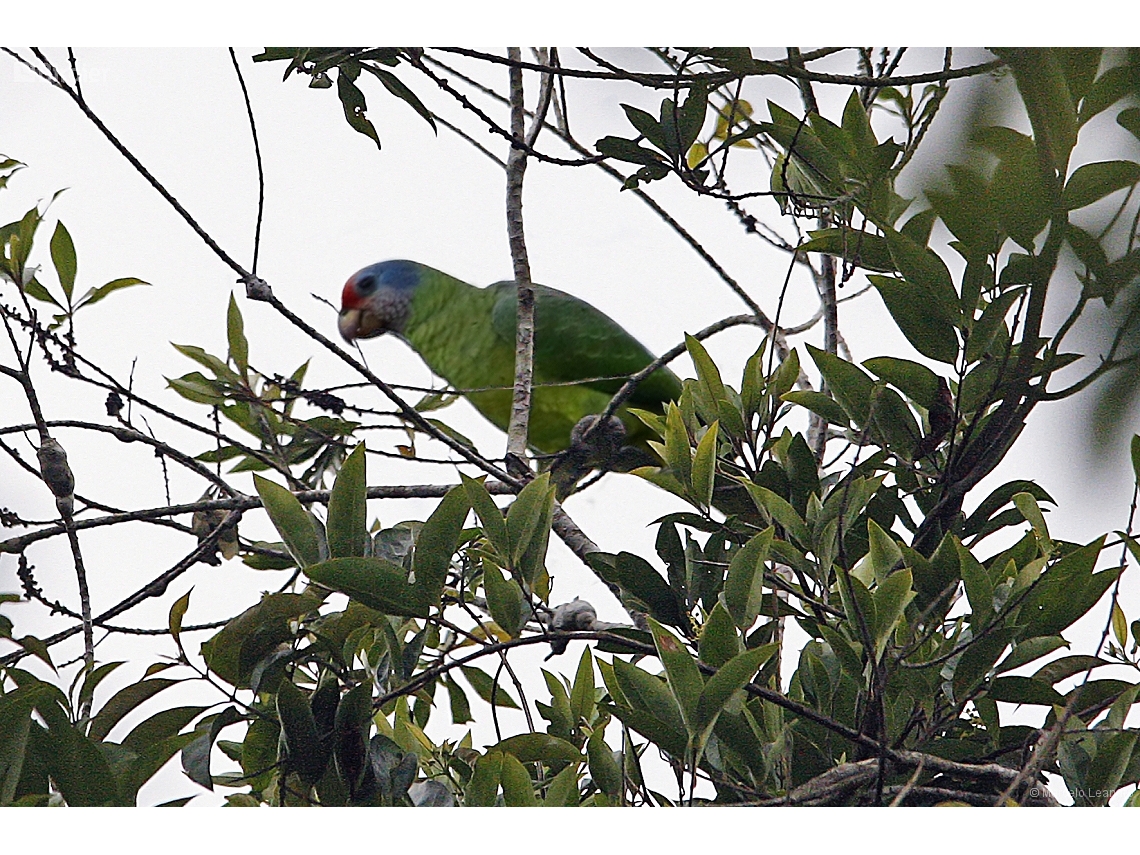 Amazona brasiliensis