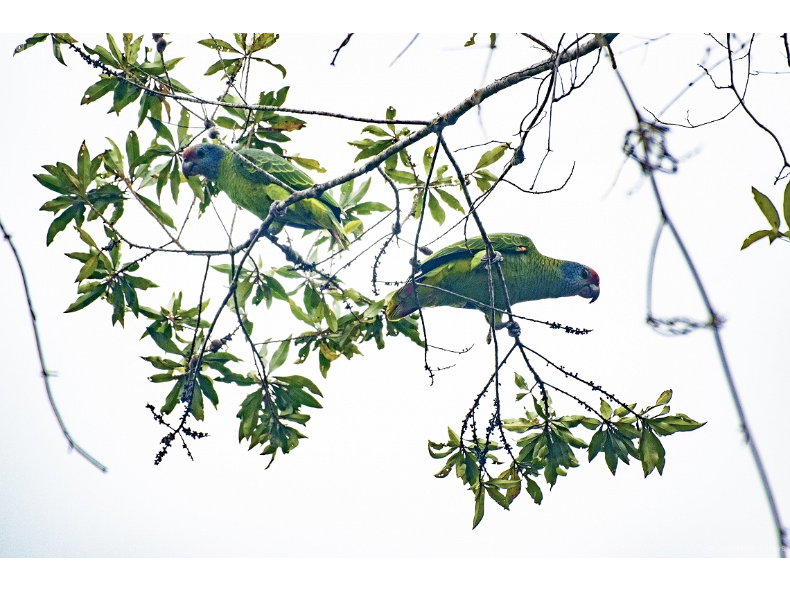 Amazona brasiliensis