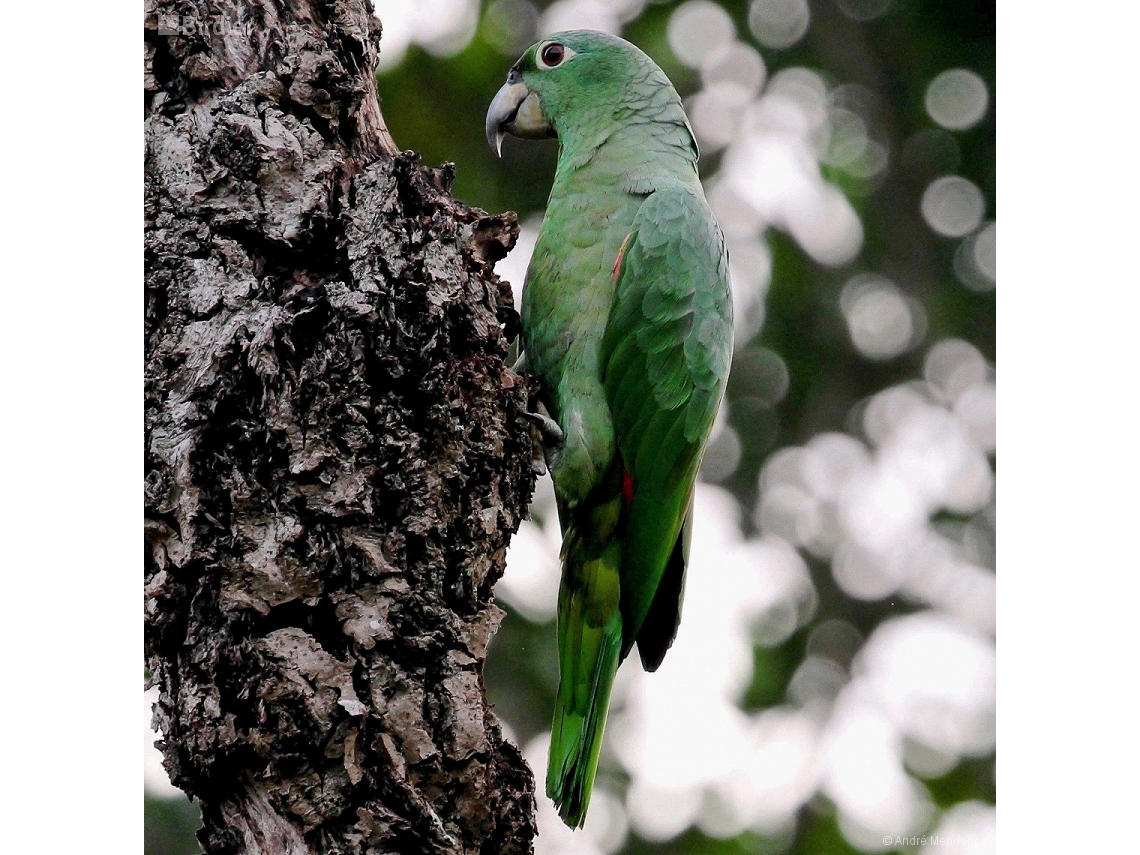 Amazona farinosa