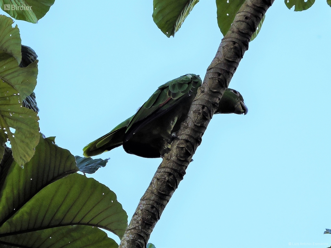 Amazona farinosa