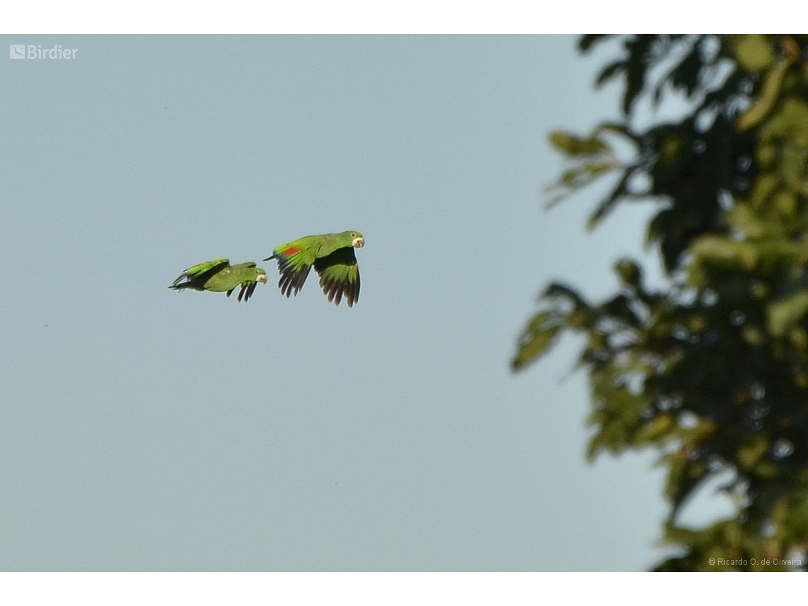 Amazona kawalli