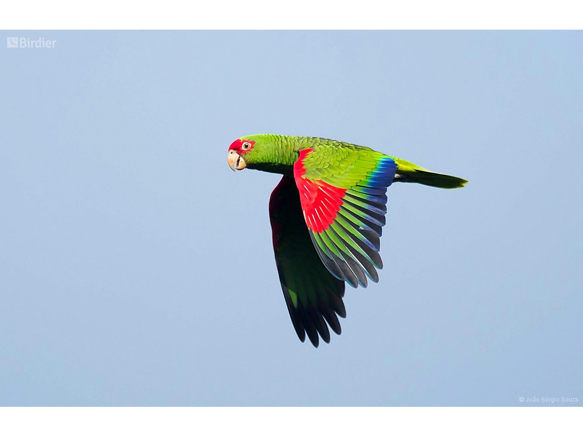 Amazona pretrei