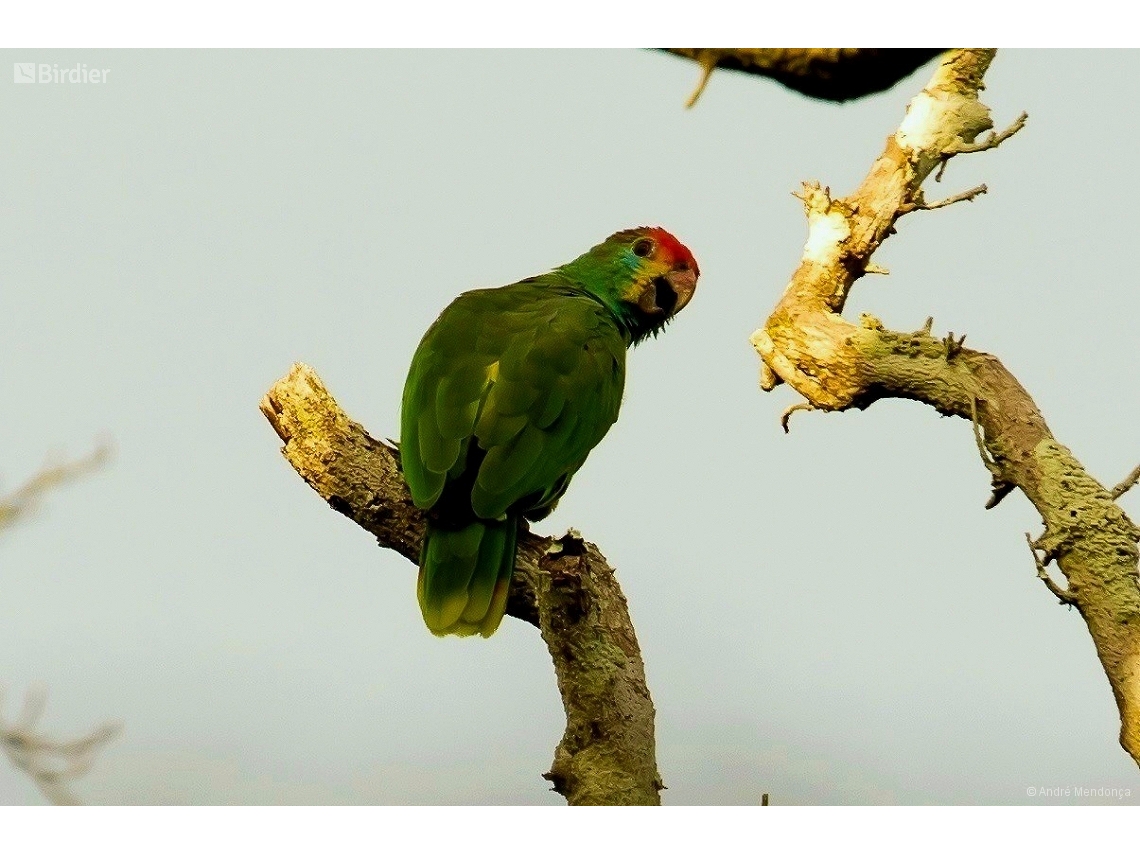 Amazona rhodocorytha
