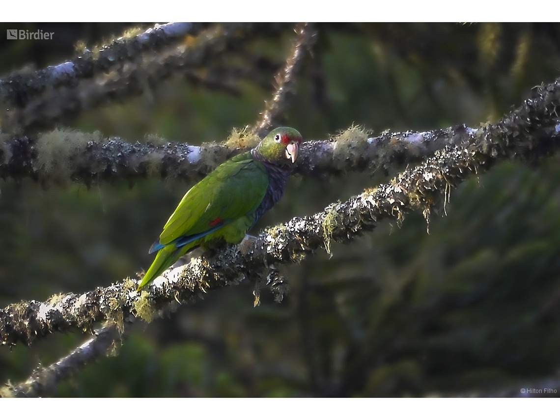Amazona vinacea