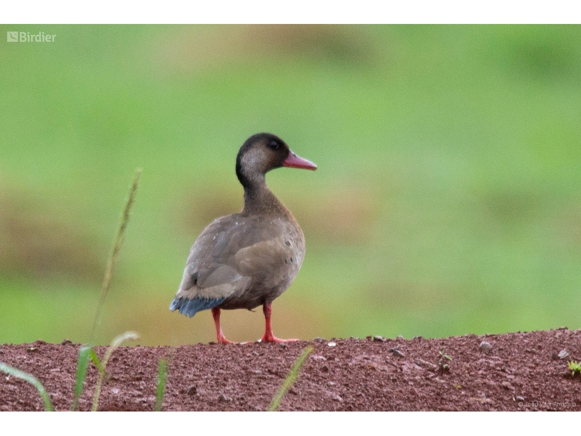 Amazonetta brasiliensis