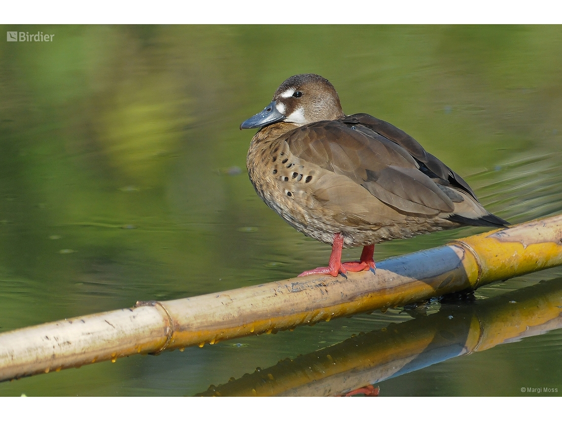 Amazonetta brasiliensis