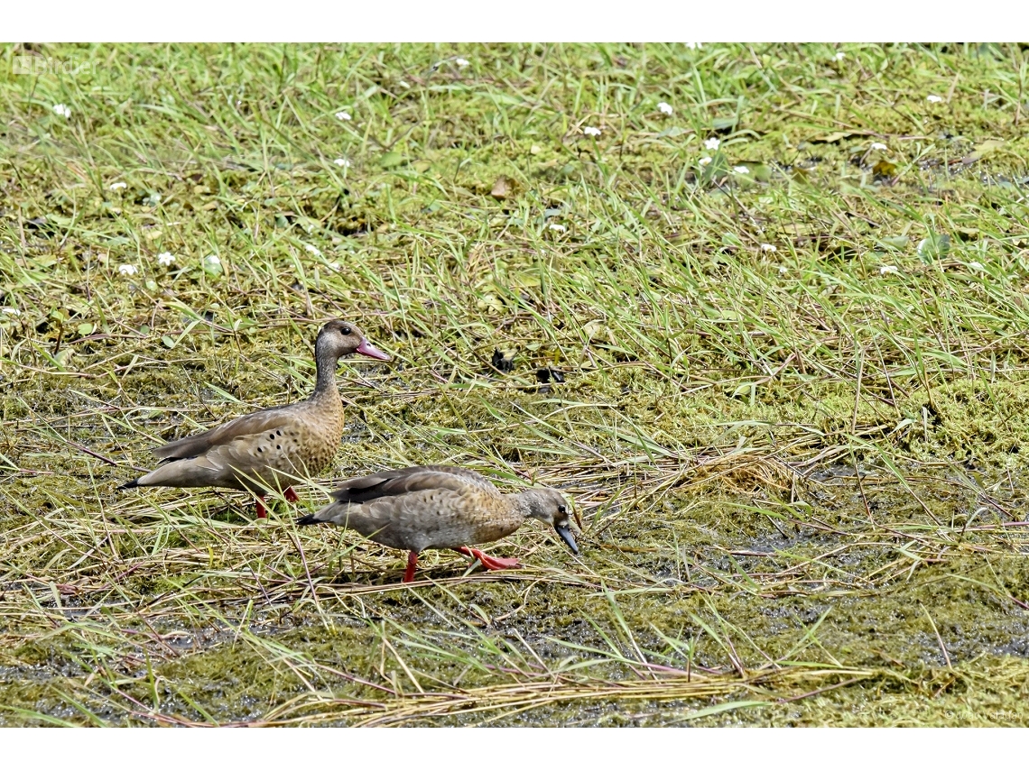 Amazonetta brasiliensis
